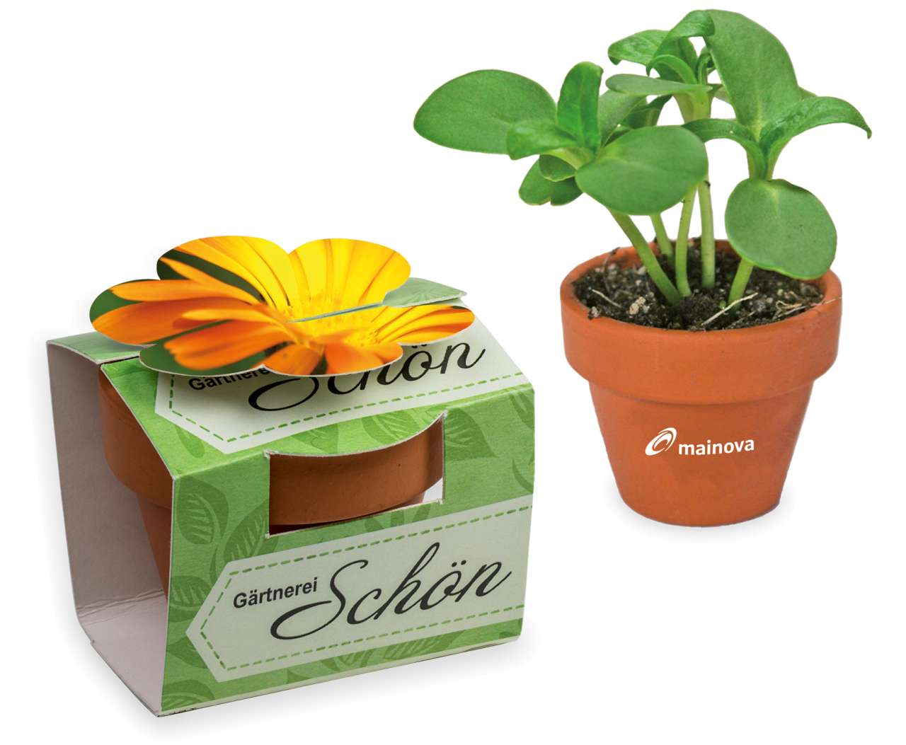 Tontöpfchen-Blume mit Samen - Ostern