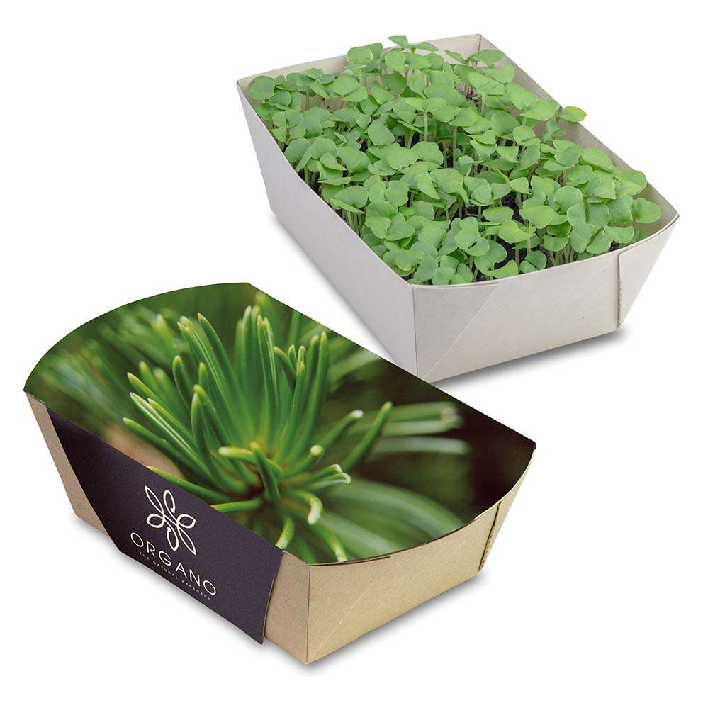 Pflanz-Schale mit Samen