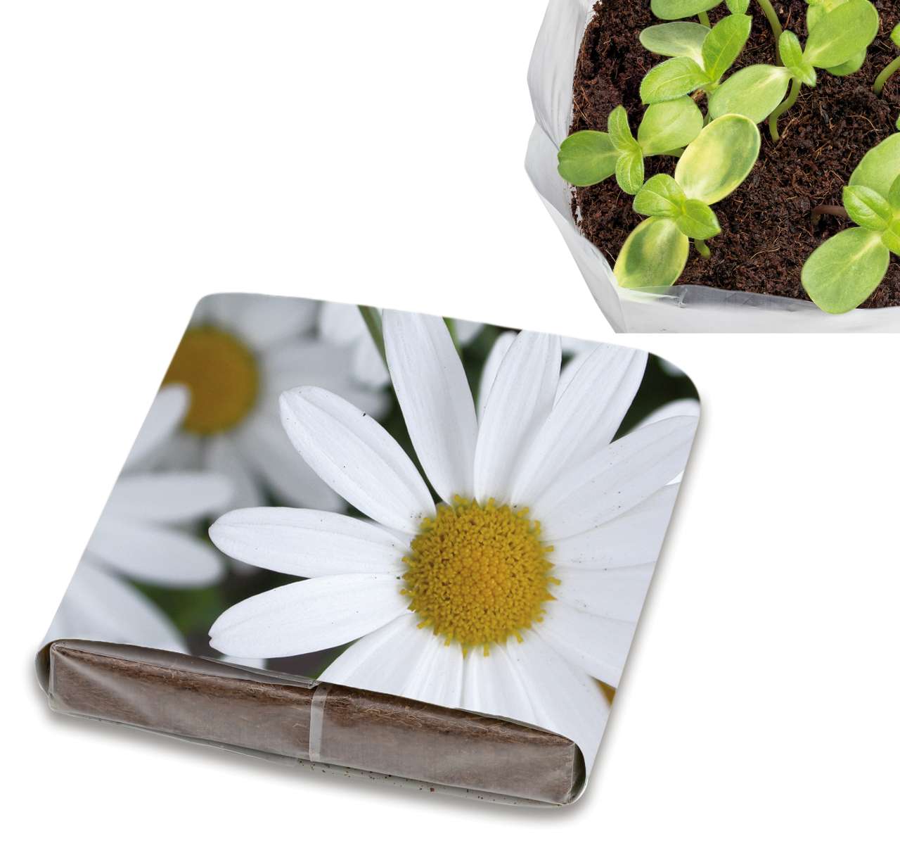 PopUp Anzuchterde mit Samen