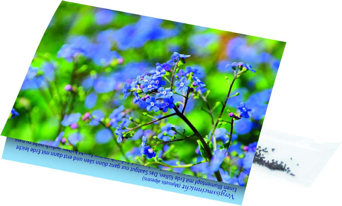 Klappkärtchen Vergissmeinnicht