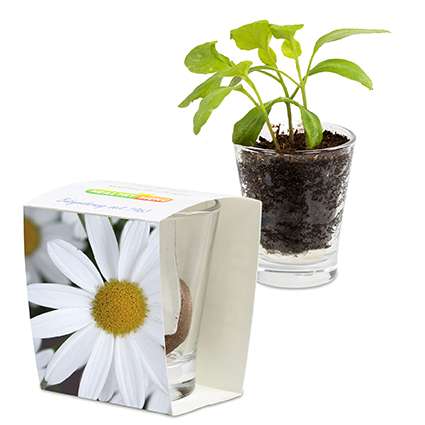 Caffeino-Glas mit Samen