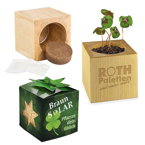 Pflanz-Holz Star-Box Glücksklee
