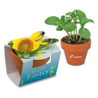 Sonnenblume inkl. Tampondruck