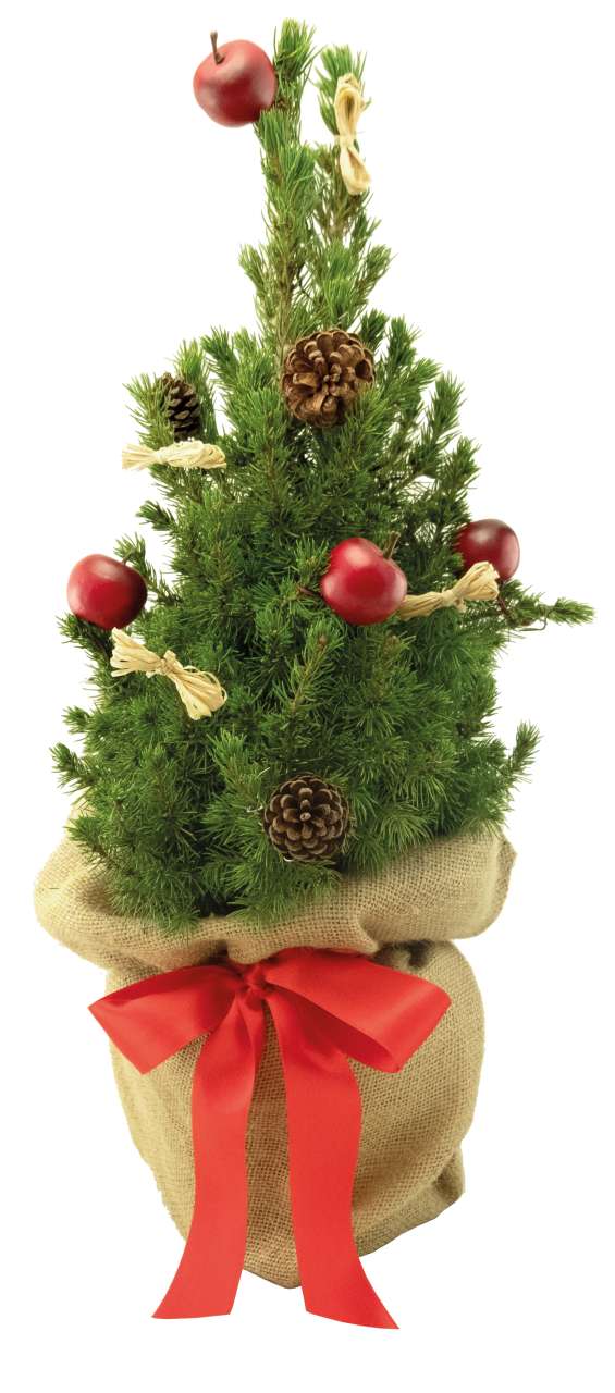 Classic-Bäumchen 35-45 cm