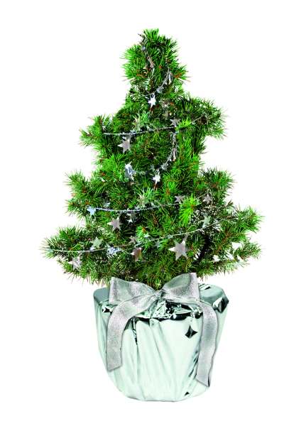 Silberstern-Bäumchen 20-30 cm