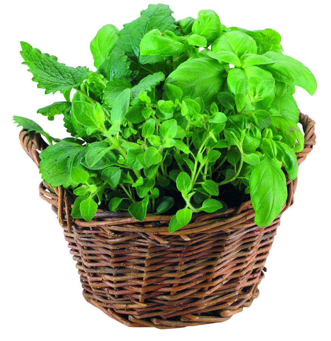 Weiden Körbchen Kräuter