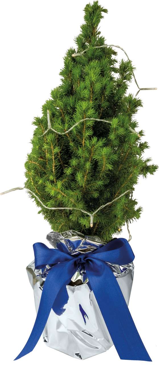 Lichter-Bäumchen 35-45 cm