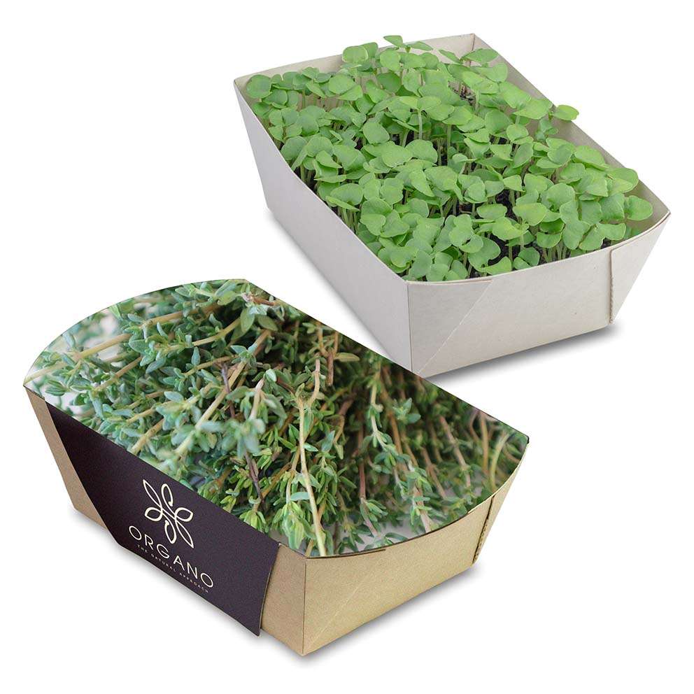 Pflanz-Schale mit Samen