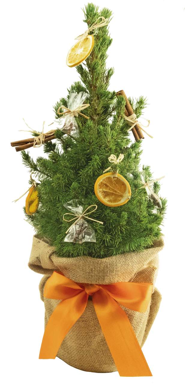 Winterduft-Bäumchen 35-45 cm