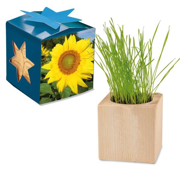 Pflanz-Holz Maxi Star-Box mit Samen