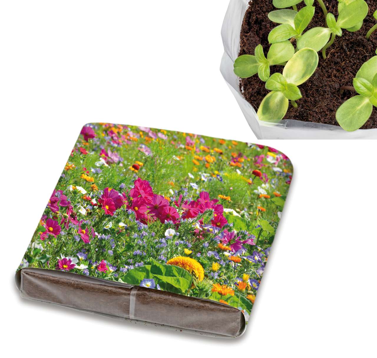 PopUp Anzuchterde mit Samen