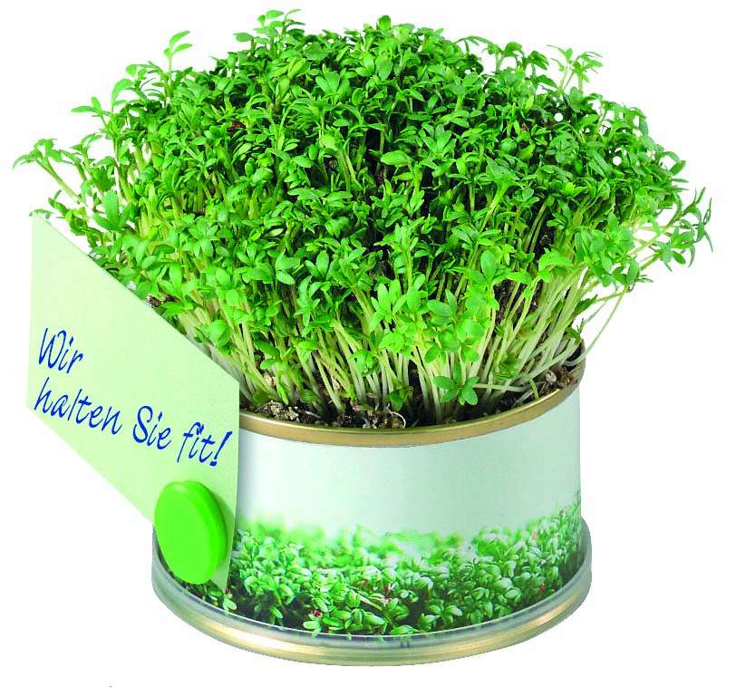 Minigarten Kräuter mit Magnet