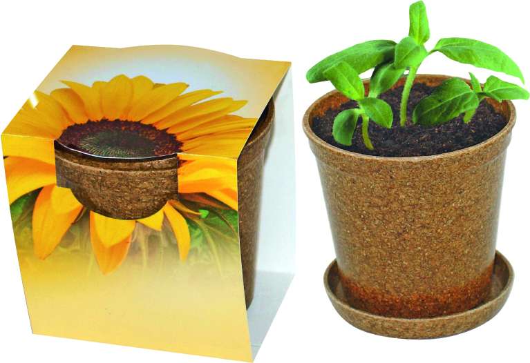 Easy Wachstums-Topf Sonne