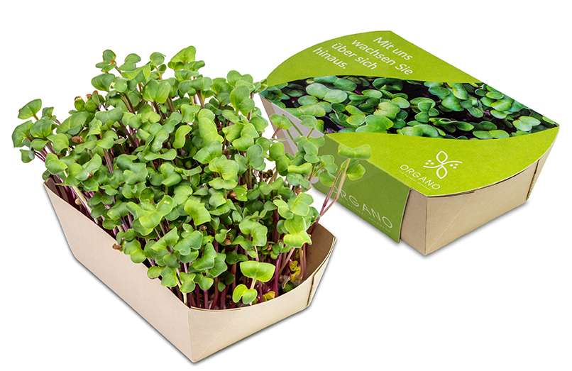 Microgreens-Gärtchen