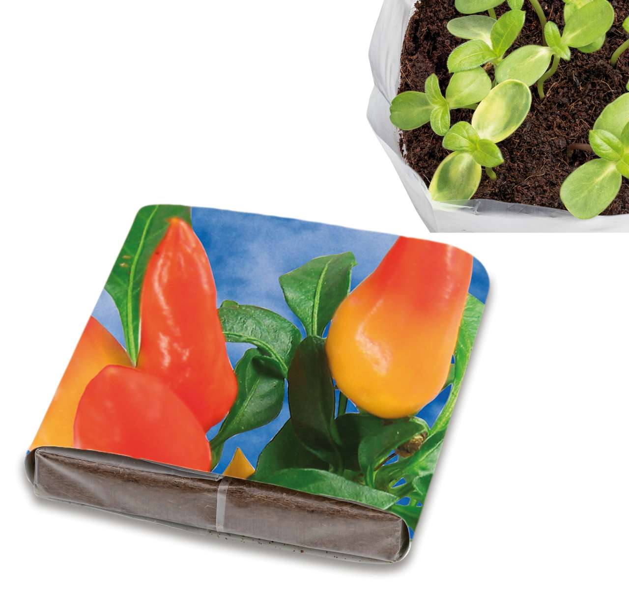 PopUp Anzuchterde mit Samen